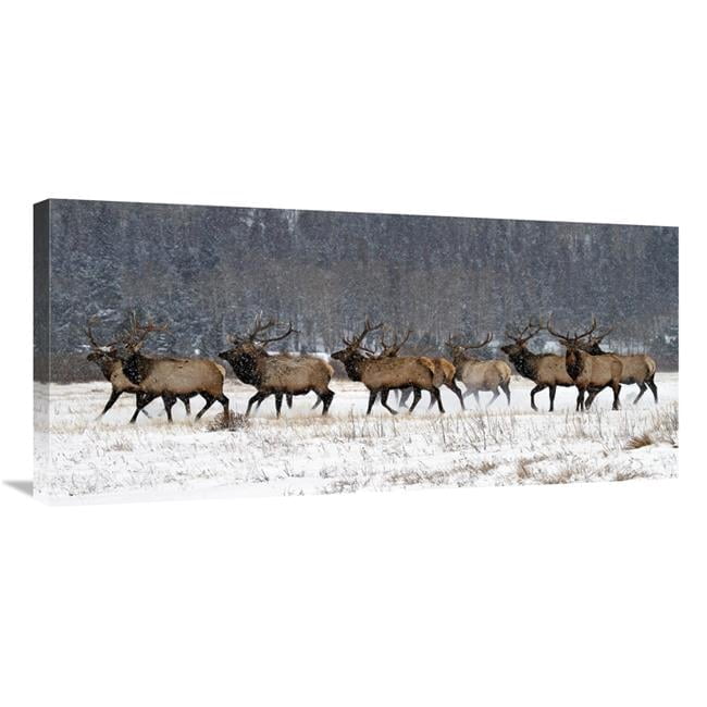 Global Gallery GCS-486576-36-142 36 in. Running in the Snow Art Print ...