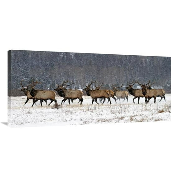 Global Gallery GCS-486576-40-142 40 in. Running in the Snow Art Print - Vic Schendel