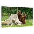 thumbnail image 1 of Global Gallery GCS-486580-40-142 40 in. Kodiak Brown Bear Scratching Art Print - Vic Schendel, 1 of 1