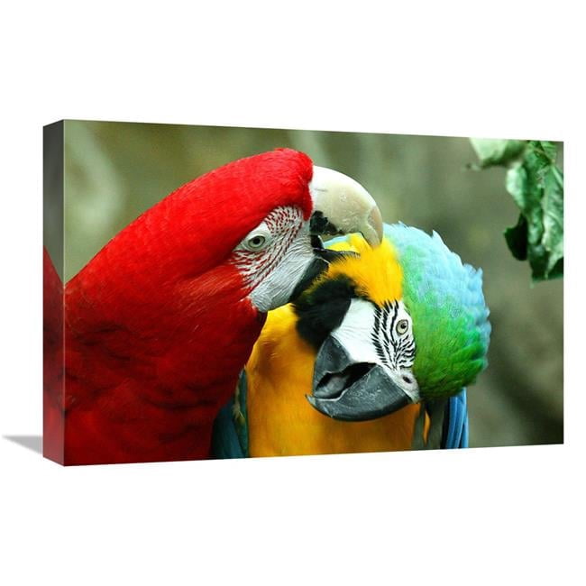 Global Gallery GCS-486586-22-142 22 in. Loving Macaws Art Print - Vic ...