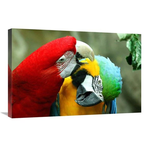 Global Gallery GCS-486586-30-142 30 in. Loving Macaws Art Print - Vic Schendel