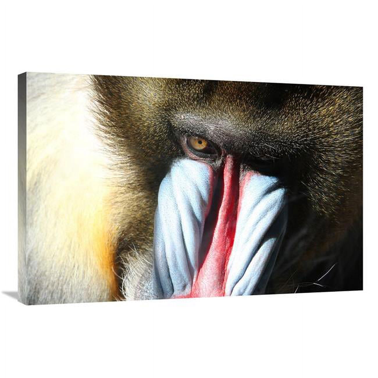 Global Gallery GCS-486589-36-142 36 in. Male Mandral Art Print - Vic ...