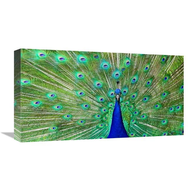 Global Gallery GCS-486596-22-142 22 in. Majestic Peacock I Art Print ...