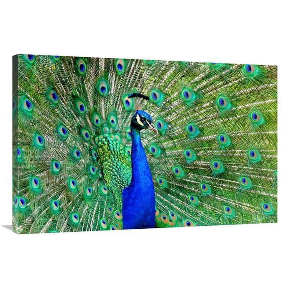 Global Gallery GCS-486597-40-142 40 in. Majestic Peacock II Art Print - Vic Schendel
