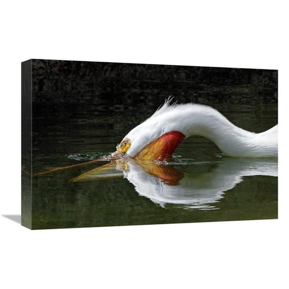 Global Gallery GCS-486598-22-142 22 in. The Dive Art Print - Vic Schendel