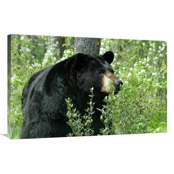 Global Gallery GCS-486625-40-142 40 in. Spring Time in Bear Country Art Print - Vic Schendel
