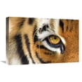 thumbnail image 1 of Global Gallery GCS-486631-22-142 22 in. Tiger Eye Art Print - Vic Schendel, 1 of 1