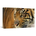 thumbnail image 1 of Global Gallery GCS-486632-22-142 22 in. Tiger Cub Art Print - Vic Schendel, 1 of 1