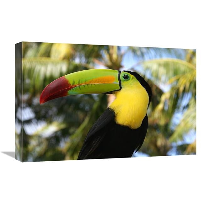 Global Gallery GCS-486638-22-142 22 in. Tucan Art Print - Vic Schendel ...