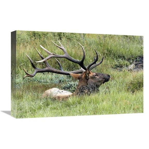 Global Gallery GCS-486645-22-142 22 in. The Mud Bath Art Print - Vic Schendel