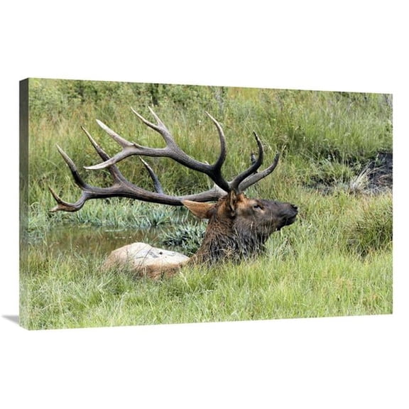 Global Gallery GCS-486645-36-142 36 in. The Mud Bath Art Print - Vic Schendel