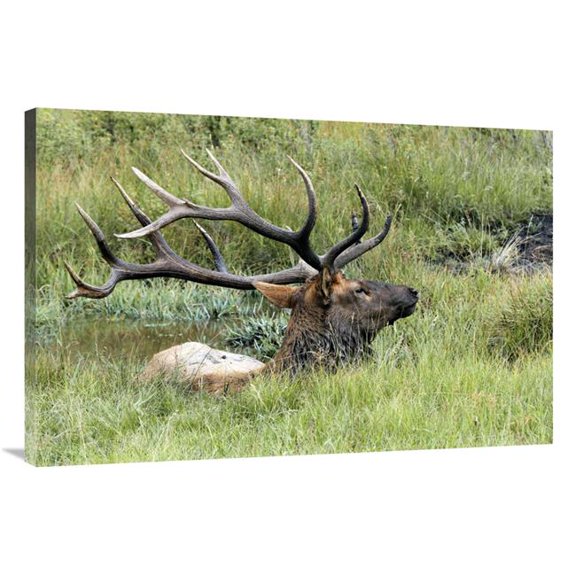 Global Gallery GCS-486645-40-142 40 in. The Mud Bath Art Print - Vic Schendel