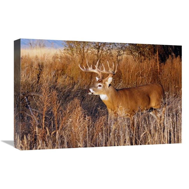 Global Gallery GCS-486647-22-142 22 in. Whitetail Buck Art Print - Vic ...