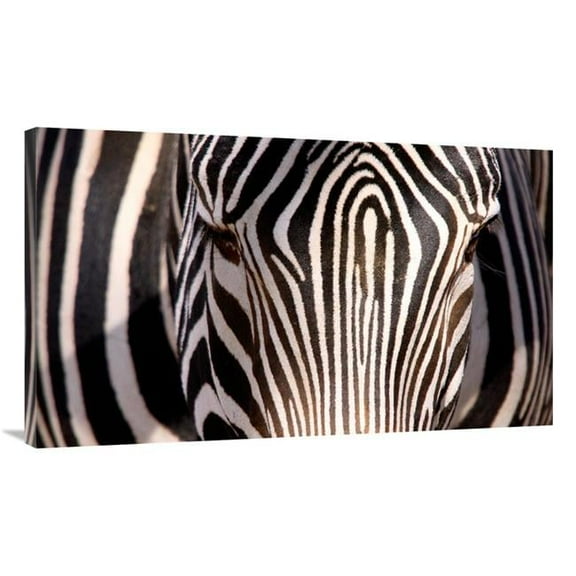 Global Gallery GCS-486650-40-142 40 in. Zebra Head Art Print - Vic Schendel