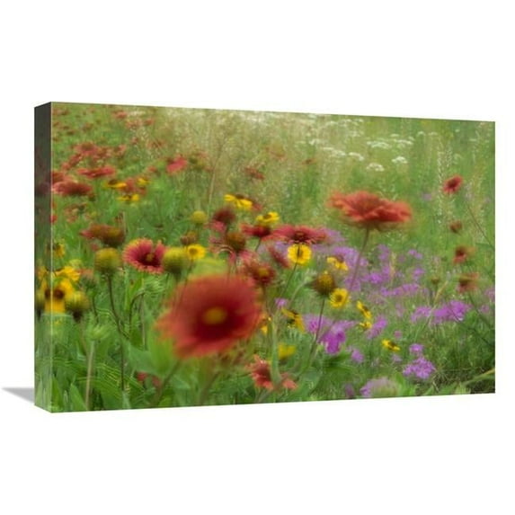 Global Gallery Gaillardia - Coreopsis & Pointed Phlox - Blowing in the Wind - Texas Art Print - Tim Fitzharris