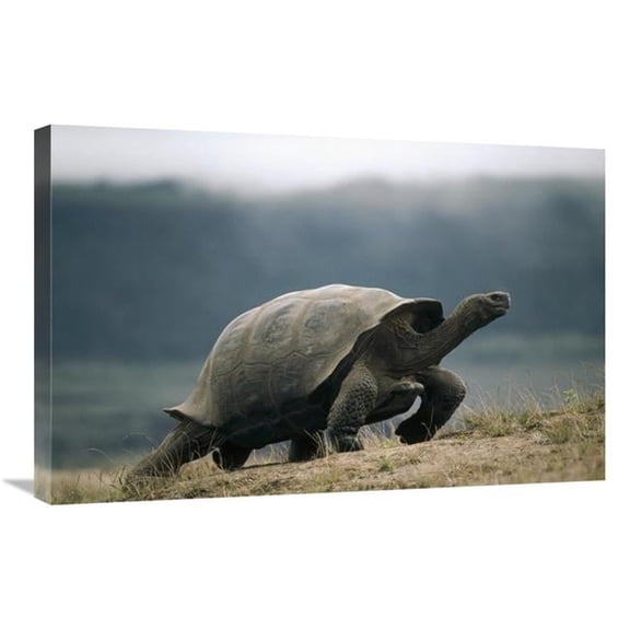 Global Gallery  Galapagos Giant Tortoise Male - Alcedo Volcano - Galapagos Islands - Ecuador Art Print - Tui De Roy