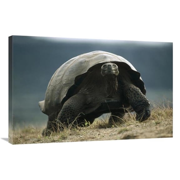Global Gallery  Galapagos Giant Tortoise Smiling - Alcedo Volcano - Galapagos Islands Art Print - Tui De Roy