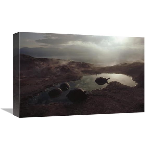 Global Gallery  Galapagos Giant Tortoise Wallowing in Pool At Sunrise - Alcedo Volcano - Galapagos Art Print - Tui De Roy
