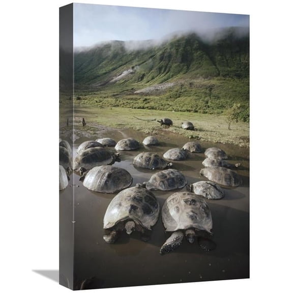 Global Gallery  Galapagos Giant Tortoise Wallowing in Seasonal Pool - Alcedo Volcano - Galapagos Art Print