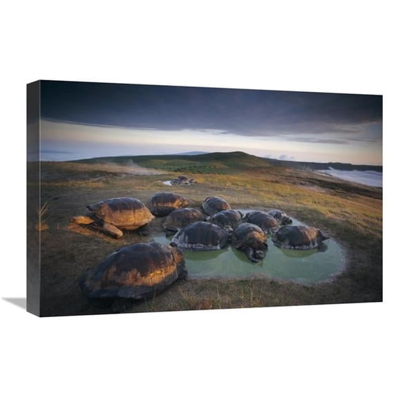 Global Gallery Galapagos Giant Tortoise in Wallow on Caldera Rim - Alcedo Volcano - Galapagos Art Print - Tui De Roy