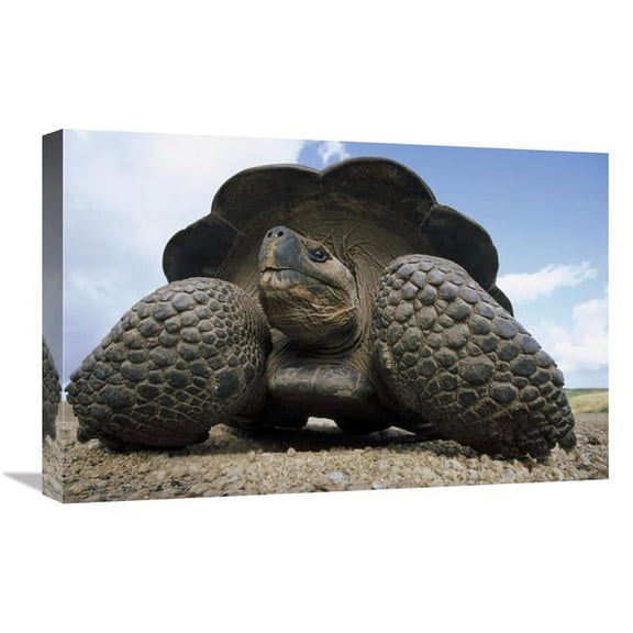 Global Gallery Galapagos Giant Tortoise on Caldera Rim - Alcedo Volcano - Galapagos Islands Art Print - Tui De Roy