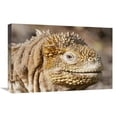 thumbnail image 1 of Global Gallery  Galapagos Land Iguana Portrait - Galapagos Islands - Ecuador Art Print - Tui De Roy, 1 of 1