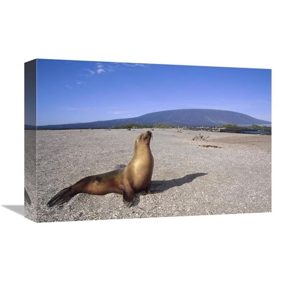 Global Gallery Galapagos Sea Lion Juvenile on Beach - Gardner Bay - Galapagos Islands - Ecuador Art Print