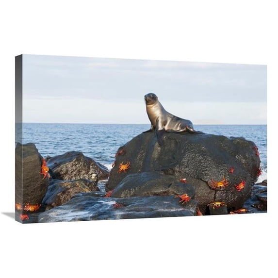 Global Gallery Galapagos Sea Lion Pup on Rock with Sally Lightfoot Crabs - Galapagos Islands - Ecuador Art Print - Tui De Roy