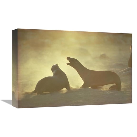Global Gallery  Galapagos Sea Lion Pups Romping on Beach - Galapagos Islands - Ecuador Art Print - Tui De Roy