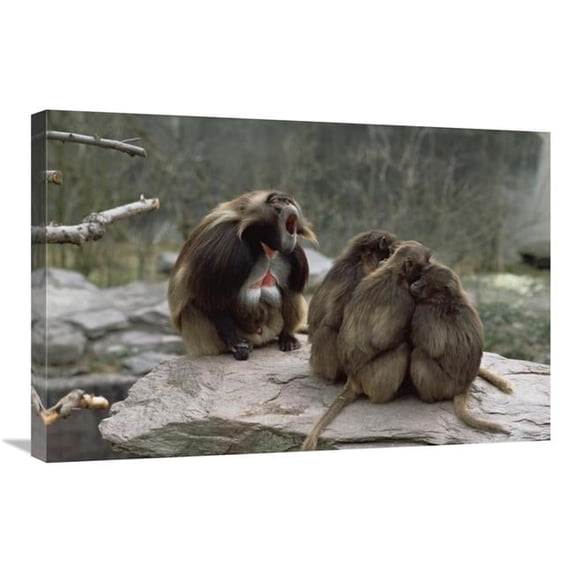 Global Gallery Gelada Baboon Group with Male Calling - Central Ethiopia Art Print - Konrad Wothe