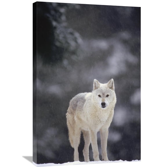 Global Gallery Gerry Ellis,'Timber Wolf female in falling snow, North America' Stretched Canvas Artwork