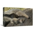 thumbnail image 1 of Global Gallery  Giant Anteater Young on Mothers Back - Native to South America Art Print - San Diego Zoo, 1 of 1