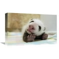 thumbnail image 1 of Global Gallery  Giant Panda Baby Stretching - Wolong Nature Reserve - China Art Print - Katherine Feng, 1 of 1