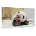 thumbnail image 1 of Global Gallery  Giant Panda Baby Stretching - Wolong Nature Reserve - China Art Print - Katherine Feng, 1 of 1