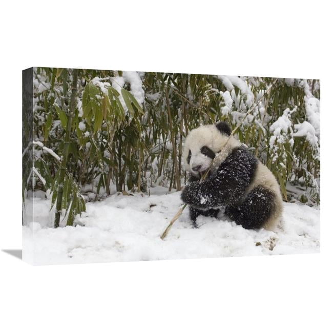 Global Gallery Giant Panda Cub Eating Bamboo - Wolong Nature Reserve ...