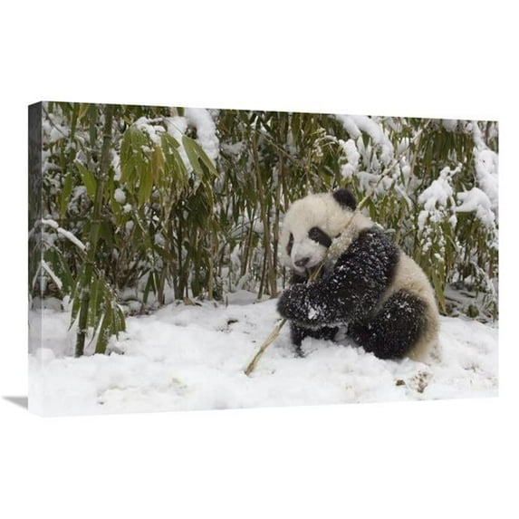 Global Gallery Giant Panda Cub Eating Bamboo - Wolong Nature Reserve - China Art Print - Katherine Feng