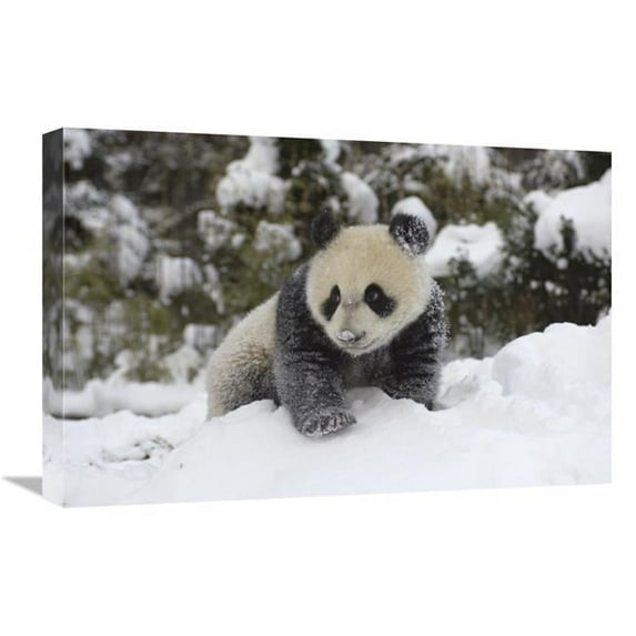 Global Gallery Giant Panda Cub Playing in the Snow - Wolong Nature Reserve - China Art Print