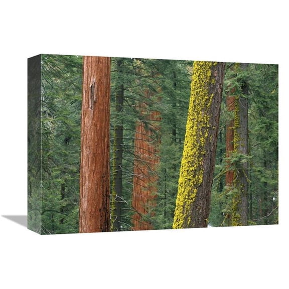 Global Gallery Giant Sequoia Trees in Grant Grove - Sequoia National Park - California Art Print - Tim Fitzharris