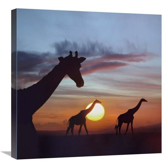 Global Gallery  Giraffe Trio at Sunrise - Masai Mara - Kenya - Composite Image Art Print - Tim Fitzharris