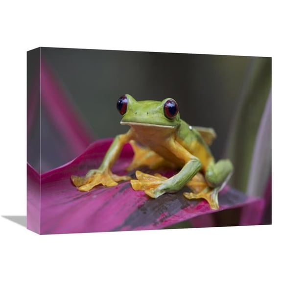 Global Gallery Gliding Leaf Frog Portrait - Costa Rica Art Print - Tim Fitzharris - 12in. x 16in.