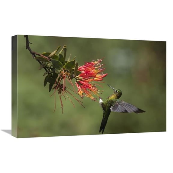 Global Gallery Golden-Breasted Puffleg Hummingbird Feeding on Flower Nectar - Ecuador Art Print - Murray Cooper