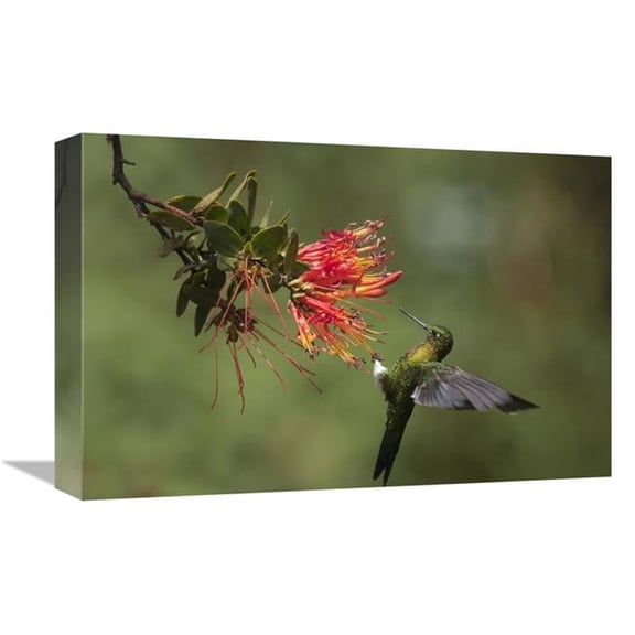 Global Gallery Golden-Breasted Puffleg Hummingbird Feeding on Flower Nectar - Ecuador Art Print - Murray Cooper