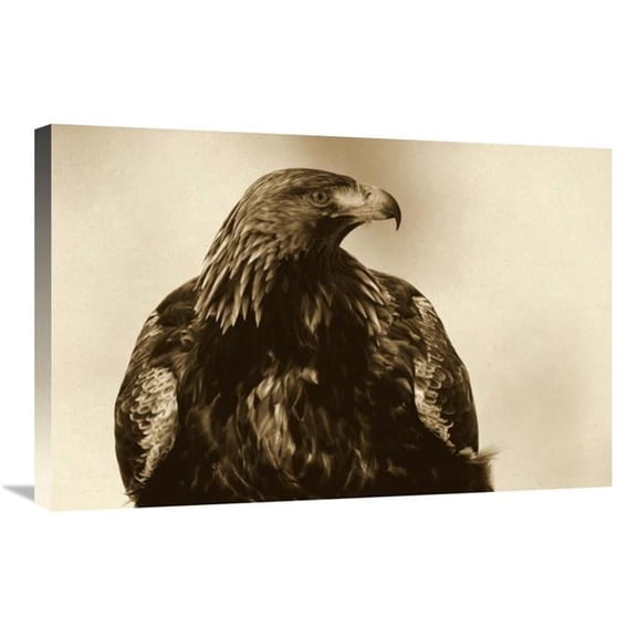 Global Gallery Golden Eagle Portrait - Lauvsnes - Norway Art Print