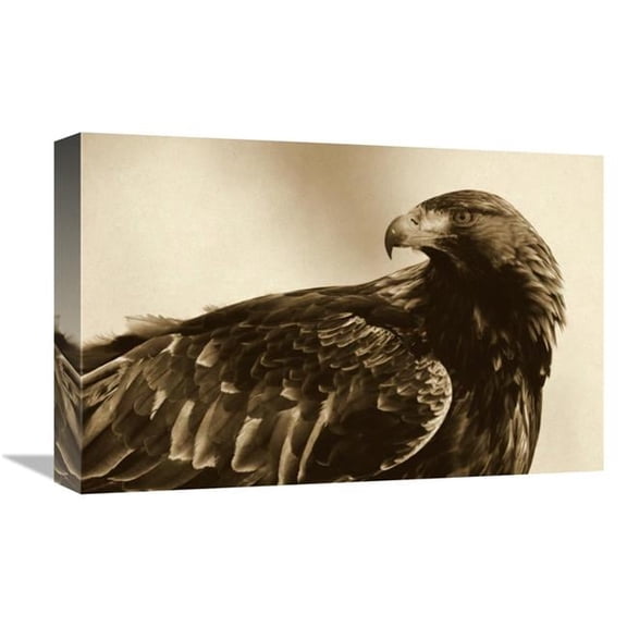 Global Gallery Golden Eagle Portrait - Lauvsnes - Norway Art Print