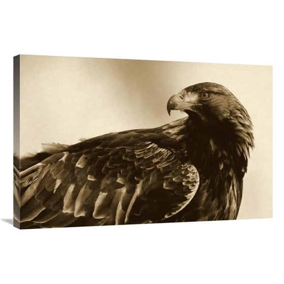 Global Gallery Golden Eagle Portrait - Lauvsnes - Norway Art Print