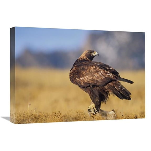 Global Gallery  Golden Eagle on A Snag - North American Art Print - Tim Fitzharris - 18in. x 24in.