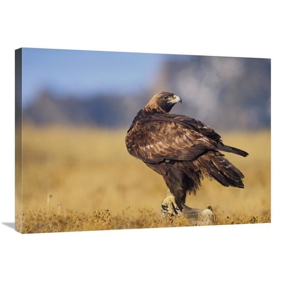 Global Gallery  Golden Eagle on A Snag - North American Art Print - Tim Fitzharris