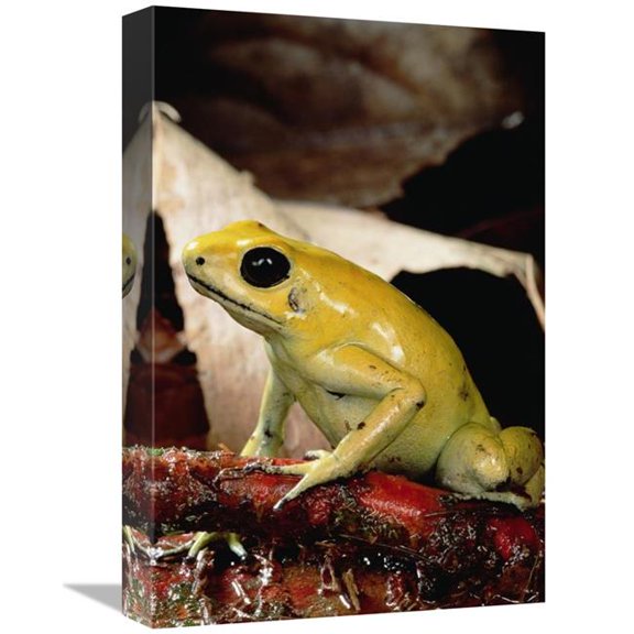 Global Gallery  Golden Poison Dart Frog - Colombia Art Print - Mark Moffett