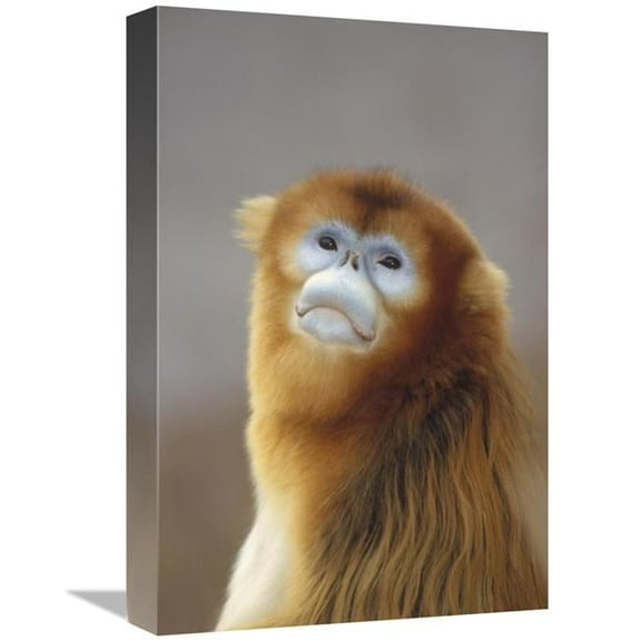 Global Gallery Golden Snub-Nosed Monkey - Wildlife Safari Park - Beijing - China Art Print - Konrad Wothe