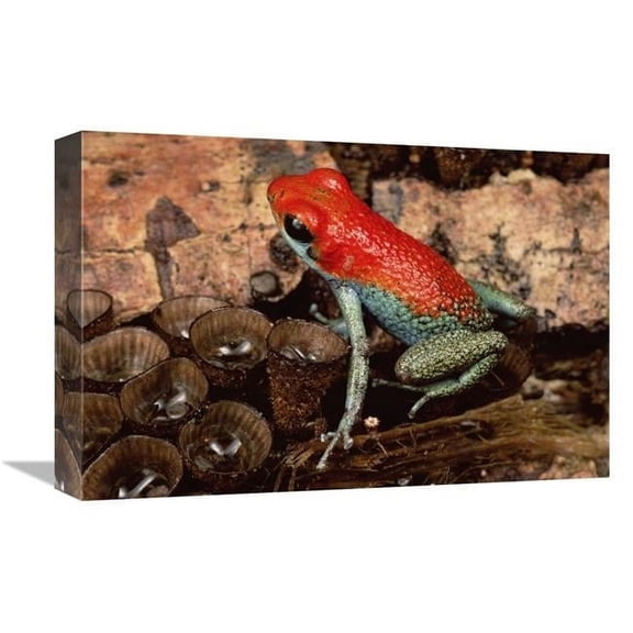 Global Gallery Granular Poison Dart Frog on Birds Nest Fungus - Corcovado NP - Costa Rica Art Print